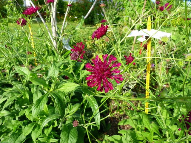 Knautia macedonica 'Cherry' fleur